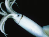 Giant Or Humboldt Squid Viewed at Night Underwater Photographic Print
