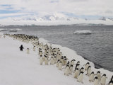 A Group of Adelie Penguins Walking Along the Waters Edge Photographic Print