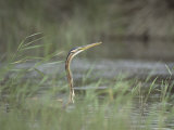 A Purple Heron Swims on a Lake in Turkey, Ardea Purpurea Photographic Print