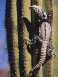 A Spiny Tailed Iguana Climbs a Cardon Cactus on San Esteban Island Photographic Print