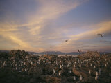 Gulls at a Nesting Colony on Antelope Island Photographic Print