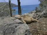 A Marine Iguana Rests on a Rock Photographic Print