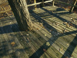 Wooden Observation Deck with Tree Trunk at the Nature Center Photographic Print