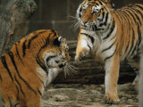 A Pair of Siberian Tigers Play in an Outdoor Enclosure Photographic Print by Joel Sartore