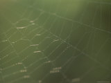 Detail of a Spider Web Lit by the Sun Photographic Print
