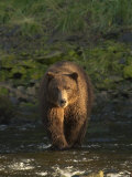 An Alaskan Brown Bear Crosses a Stream in Tongass National Forest Photographie