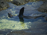 A Seal Relaxes in a Shallow Ocean Pool Photographic Print