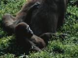 A Young Gorilla (Gorilla Gorilla Gorilla) Lounges Near its Mother Photographic Print