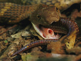 A King Cobras Trachea Allows it to Breathe as it Swallows a Smaller Member of its Own Species Photographic Print by Mattias Klum