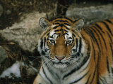 A Siberian Tiger in its Outdoor Enclosure Photographic Print