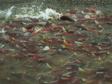A School of Salmon Migrating to Spawning Grounds Photographic Print