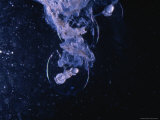 Cluster of Caribbean Reef Squid Eggs about to Hatch Photographic Print