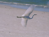White Egret Taking Flight over a Florida Beach Photographic Print