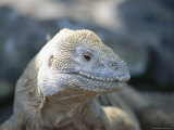 A Marine Iguana Basks in the Sun Photographie