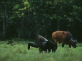 A Western Lowland Gorilla Feeding with One Leg Lifted in the Air, a Forest Buffalo Grazes Nearby Photographic Print