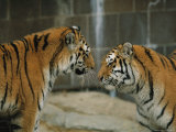 A Pair of Siberian Tigers Interact in an Outdoor Enclosure Photographic Print by Joel Sartore