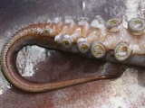 Close View of the Toothed Suckers of the Giant Or Humboldt Squid Photographic Print by Brian J. Skerry