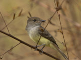 Close View of a Galpagos Flycatcher Perched on a Slim Branch Photographic Print