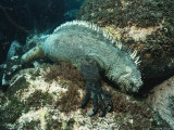 A Marine Iguana Eats Algae from the Ocean Floor Photographic Print