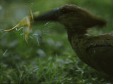 A Hammerkop (Scopus Umbretta) About to Swallow a Frog Photographic Print by Michael Nichols