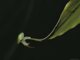 A Snail (Rhinocochlis Nasuta) Performs a Pirouette on the Tip of a Leaf Photographic Print