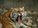 A Siberian Tiger Yawns While Resting in an Outdoor Enclosure Photographic Print by Joel Sartore