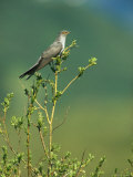 An Oriental Cuckoo Sitting in a Treetop Photographie par Klaus Nigge