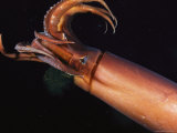 Giant Or Humboldt Squid with Tentacles Splayed as It Swims Photographic Print by Brian J. Skerry
