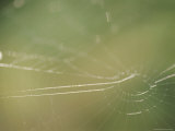 Detail of a Spider Web Lit by the Sun Photographic Print