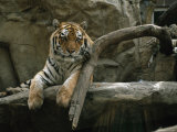 Khuntami, a Male Siberian Tiger, Rests on a Rock Ledge Photographic Print by Joel Sartore