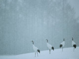 Japanese or Red-Crowned Cranes at the Tsiurui-Ito Crane Sancturary Photographic Print