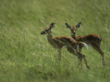 A Pair of Female Impalas Standing in Tall Grass Photographic Print