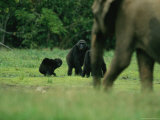 A Group of Lowland Gorillas Warily Watch a Passing Forest Elephant Photographic Print