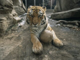 Khuntami, a Male Siberian Tiger, with a Ball in His Outdoor Enclosure Photographic Print by Joel Sartore