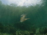 Caribbean Reef Squid Defends its Claim to a Nearby Female Photographic Print by Brian J. Skerry