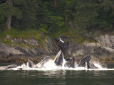 A Group of Humpback Whales Hunting and Eating Together Photographic Print