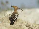 A Hoopoe Carries an Insect in its Mouth Photographie