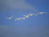 A Group of Whooper Swans in Flight Photographic Print