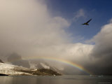 A Northern Fulmar Soars Above a Rainbow at Spitsbergen Island Photographic Print by Ralph Lee Hopkins