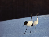 A Pair of Japanese or Red Crowned Cranes Give a Mating Call, Japanese Cranes Mate for Life Photographic Print