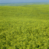 Green Foliage Covering Miles of Undulating Hills Photographic Print by Maria Stenzel
