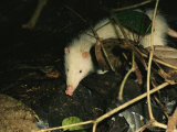 A Moonrat (Echinosorex Gymnura), Member of the Hedgehog Family, Forages for Food Among Leaf Litter Photographic Print