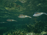 Caribbean Reef Squid Swimming over Coral Outcrops Photographic Print