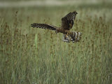 A Northern Harrier Hawk Clutches an Insect in its Talons Photographic Print