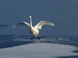 Whooper Swan Stretching its Wings on the Water Photographic Print