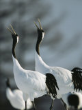A Pair of Japanese or Red Crowned Cranes Give a Mating Call, Japanese Cranes Mate for Life Photographic Print
