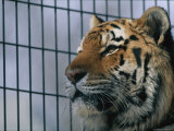 Khuntami, a Male Siberian Tiger, Rests in His Cage Photographic Print