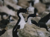 A Rookery of Blue-Eyed Cormorants Photographic Print by Gordon Wiltsie