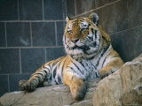 Khuntami, a Male Siberian Tiger, Rests in His Outdoor Enclosure Photographic Print