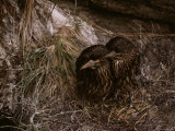 A Pair of Young Black-Crowned Night Herons in Their Nest Photographic Print